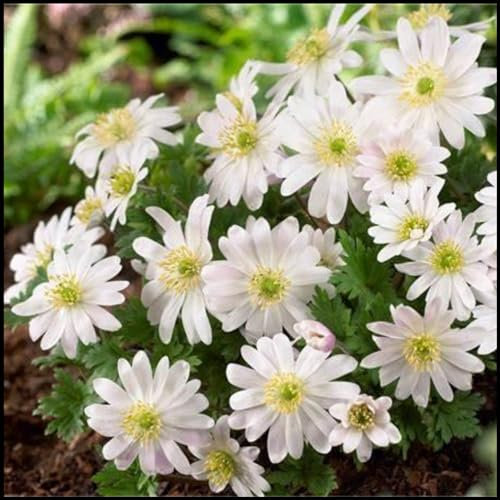 Anemonen Zwiebeln,Winterhart Mehrjährig,Frühlingsblüher,duftend,winterharte Blumenzwiebeln,Staude,blumenzwiebeln frühblüher winterhart(keine Samen,nicht künstlich)-25zwiebeln-C