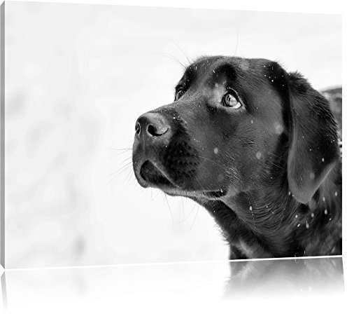 Pixxprint Schwarzer Labrador im Schnee, Größe: 80x60cm, Leinwandbild, fertig gespannt, Wandbild, Dekoration, Kunstdruck, kein Poster