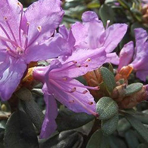 Rhododendron 'Blue Tit' 20-30 cm Topf - Blaue Blüten und kompakter Wuchs