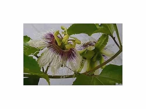 Stk - 4x Passiflora edulis Panama Gold Kletterpflanze essbar Pflanzen - Samen A447 - Seeds & Plants Shop by Ipsa