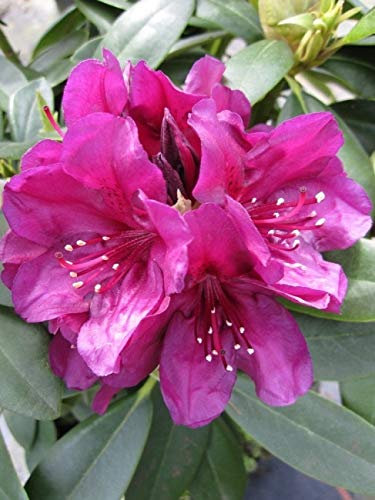Rhododendron Hybride Polarnacht - Großblumige Alpenrose Polarnacht - 30-40 cm