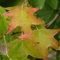 Amerikanischer Amberbaum - Liquidambar styraciflua 80-90 cm im kleinen Topf