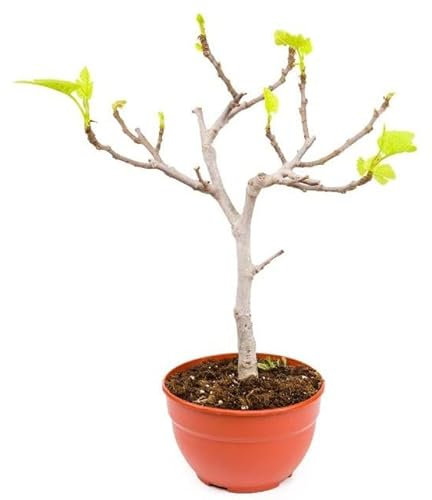 Higuera Planta Frutal Árbol Típico del Mediterráneo