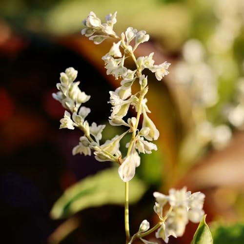 50 pcs knöterich kaufen samen, rankpflanze, winterharte balkonpflanzen knöterich pflanzen - Fallopia aubertii - blumen balkon, bonsai samen outdoor pflanzen, exotische pflanzen winterhart