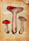 Bunte Vintage Buchdrucke Pilz Botanisches Poster Wörterbuch Kunstdruck Leinwand Malerei Shrooms Poster Wand Kunst Home Decor A6 60X80Cm Kein Rahmen