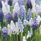 Bulbos de jacinto de uva，Planta de jacinto，Jacintos bulbos，Resistente al frío y de fácil mantenimiento，Plantación en macetas，Flores ornamentales-b-6 bulbos