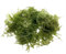 Taxiphyllum Mousse épicée pour aquarium, croissance dense, convient pour les aquariums d'eau douce, crevettes et nano-aquariums