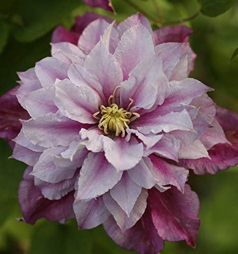 Waldrebe Piilu 40-60cm - Clematis