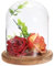 JUXYES Glass Display Dome Cloche with Solid Wood Base, Clear Glass Dome Cloche Bell Terrarium Jar Glass Cloche Bell Jar Display for Plants Collectible Figure