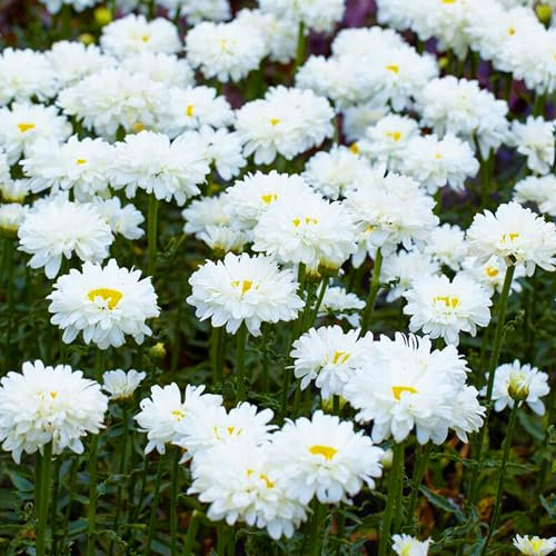 Leucanthemum Victorian Secret - Shasta Daisy Garden Ready Potted Plants - Outdoor Deciduous Perennial in Pot - Hardy Flowering Plant with White and Yellow Summer Flowers (9cm Pot, 10-20cm)