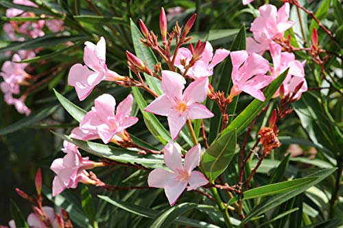 1 PIANTA di OLEANDRO Rosa Chiaro Vaso 18CM Nerium Oleander