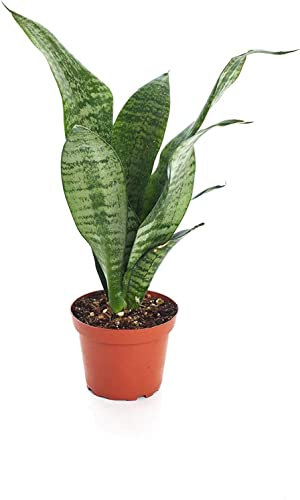 PCMOVILES Sansevieria Trifasciata Black Coral espada de San Jorge en maceta de 8,5cm planta purificadora del aire