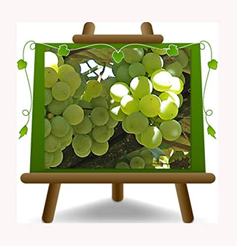 EURO PLANTS VIVAI Vite Bordeaux a Frutto Bianco Uva Fragola – Vaso 20 cm- Pianta da Frutto su Vaso da 20 - Pianta Max 180 cm - Età 2 Anni