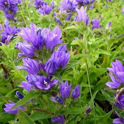 6x Knäuel-Glockenblume 'Acaulis' - Campanula glomerata 'Acaulis' - Topf 9x9cm - Kompakte Gartenstaude