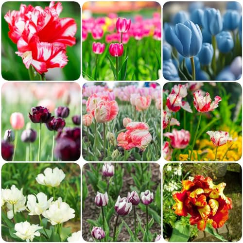 15 pcs tulpenzwiebeln - balkonpflanzen winterhart Hydrokultur blumenzwiebeln tulpen zwiebeln winterhart mehrjährig,tulpenzwiebel, bonsai topf luftreinigende zimmerpflanzen ausgefallene