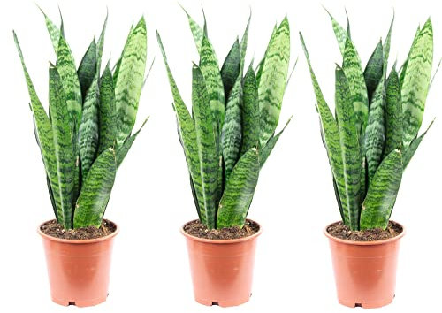 3er-Set Bogenhanf - echte Zimmerpflanze, Sansevieria trifasciata Black Coral - Höhe ca. 35 cm, Topf-Ø 12 cm