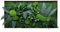 clorophilla. Quadro Vegetale Senza Cornice con Piante Stabilizzate Vere, No Manutenzione e Polvere, Idea Regalo, Profuma e Decora (150x75)