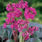 Seeds Fresh 50 semi - Semi Bergenia Cordifolia Ground Cover