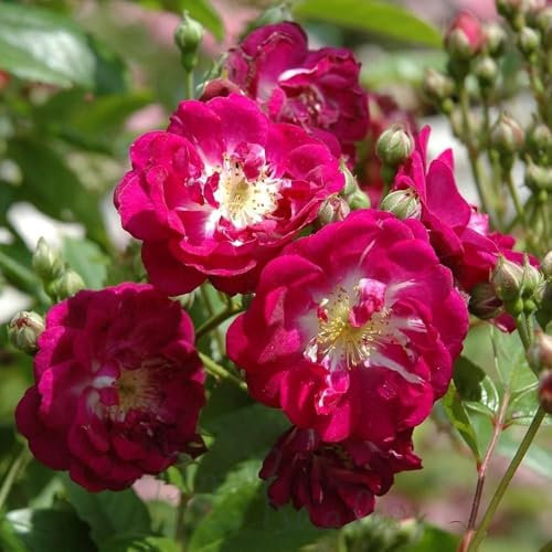 Peter Beales Roses UK Perennial Blue Climbing Rose, Semi-Double Purple Blooms, 300cm x 180cm, Fragrant