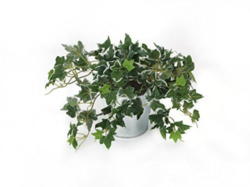 Closer2Nature Artificial 25cm Variegated Ivy Plug Plant, Faux Ivy Vine Decoration Plants for Indoors in Home, Kitchen, Lounge and Office or Outdoor Foliage in Garden - Pot Not Included
