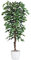 Künstlicher Ficusbaum Benjamini mit Echtholzstamm 180cm hoch - Großer Ficus Kunstbaum mit Naturstamm 1,8m