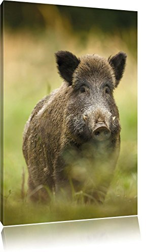 Pixxprint Wildschwein auf Wiese, Größe: 60x40cm, Leinwandbild, fertig gespannt, Wandbild, Dekoration, Kunstdruck, kein Poster