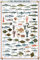 Educational Shellfish & Mollusks - Fische Fische Krusten und Weichtiere Bildung Lernposter Druck