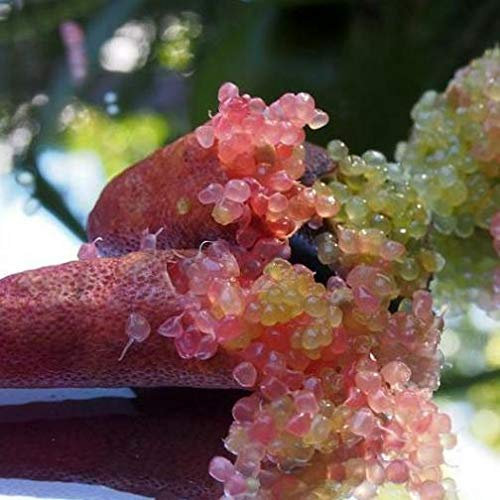 Limone caviale sanguinello – Finger lime (Microcitrus australasica) [Vaso Ø20cm | H. 50 cm.]