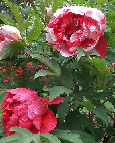Paeonia suffruticosa - Baum-Pfingstrose - 10 Samen
