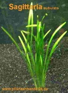 Mühlan Wasserpflanzen 15 Bunde Sagittaria subulata, Pfeilkraut, Aquarium