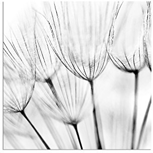80x80cm - Pusteblume Löwenzahn - Bild auf Keilrahmen modern stilvoll - Bilder und Dekoration