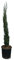 Sunny Tree - Zypresse Sempervirens Totem - Italienische winterharte Zypresse - 120 cm - immergrün - winterhart bis -18