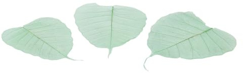 NaDeco Skelettblätter, in vielen Farben zur Auswahl, verpackt mit 200 Stück Skelett-Blätter Willowblätter getrocknete Blätter Dekoblätter Schleierblätter Scrapbooking Boho-Style, Farbe:Apfelgrün