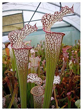 Sarracenia leucophylla Pubescens – 5 Samen
