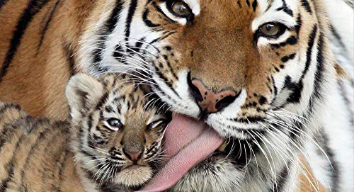 1000-teiliges Puzzle „Hobbit Tiger“ – Tiermotiv – Hobby – Heimdekoration – DIY – 52 x 38 cm