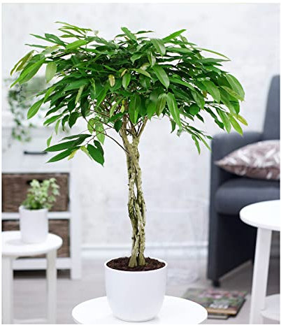 BALDUR Garten Ficus Amstel King mit geflochtenem Stamm ca. 100-110 cm hoch, 1 Pflanze, Luftreinigende Zimmerpflanze, unterstützt das Raumklima, Langblättrige Feige, mehrjährig - frostfrei halten