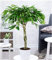 BALDUR Garten Ficus Amstel King mit geflochtenem Stamm ca. 100-110 cm hoch, 1 Pflanze, Luftreinigende Zimmerpflanze, unterstützt das Raumklima, Langblättrige Feige, mehrjährig - frostfrei halten