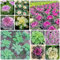 350 pcs grünkohl pflanzen kaufen samen - winterharte kübelpflanzen grünkohlpflanzen gemüse samen seltene pflanzen, winterharte pflanzen für garten, zimmerpflanze kräutersamen exotische