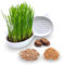 Katzengras Set - 4 Katzengras Anzuchten mit 2 Katzenschalen aus Keramik weiß mit 2 Katzengras Samen und Anzuchterde - Pflanz Set cat grass