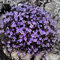 Saterkali Semi di crescione, 100 Pz/borsa Semi di crescione Piantine di fiori rampicanti Decorazione per piante da giardino perenni Piantine di fiori di roccia per prato da giardino Viola chiaro