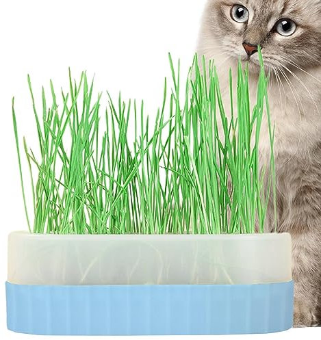 Lambo Katzengras-Übertopf | Katzengras-Sprossentopf mit Drainage | Pflanzentopf für Katzengras, Weizengras für, Hinterhof, Garten oder Wohnzimmer