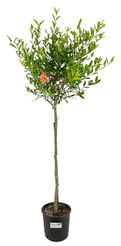 Pianta di MELOGRANO DA FIORE Alberello vaso22 H110CM FOTO REALE AMDGarden