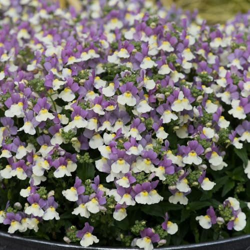 Nemesia 'Lady Kate'. Plug Plant x 4. Sweetly Fragranced Perennial. Purple, White & Yellow Flowers. Available from Bedwen Plants