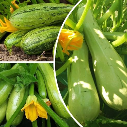 Bio Zucchini Samen,100 x Zucchinisamen,Gemüsesamen für den Einfachen Anbau im Garten, Balkon oder Hochbeet,mit 25 g gemüsedünger