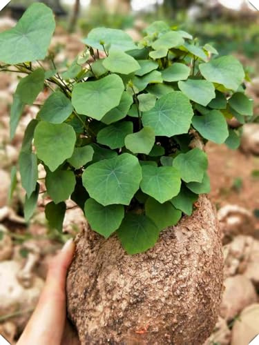 Stephania Erecta Rhizome,Winterhart,Winterhart MehrjäHrig,Stephania-Rhizome,Chinesische GeldRhizome-1 Rhizome-J