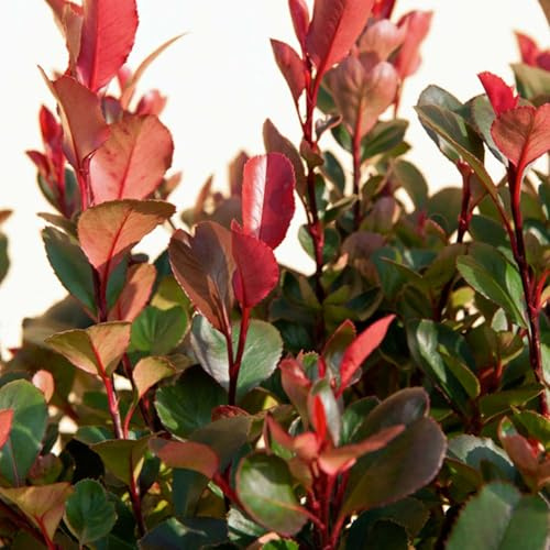 GARTEN SCHLÜTER® Glanzmispel ‚Carré Rouge‘ - Photinia fraseri - 10 Liter | Mit intensiv rotem Austrieb & dichtem, kompaktem Wuchs - schnittverträglich - immergrün Topf 80-100 cm