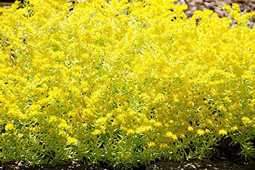 Plantes de jardin à faire soi-même Plus que des graines Sedum pointu SEDUM GOLDEN ACRE SEDUM Sedum GOLD MOSS Graines de fleurs couvre-sol Paquet de 100 graines
