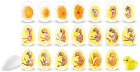 Learning Resources Entdeckerset „Chick Life Cycle“