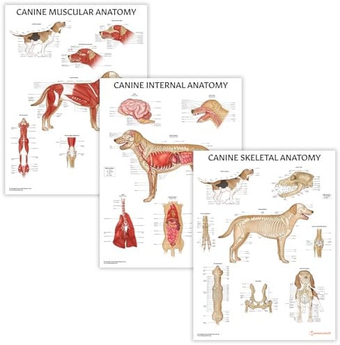 Canine Anatomy Poster-Kollektion, 45 x 60 cm, Hunde-Anatomisches Diagramm, 3 Stück