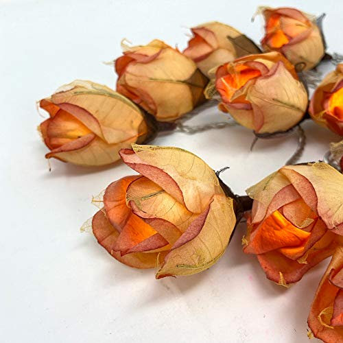 Blaze On Chelsea Rose Fairy Lights (Glowing Peach) – 20 Warm White LED Lights – Handcrafted Roses Created from Mulberry Paper – USB Powered with UK 3-Pin Adapter Included – Indoor String Lights